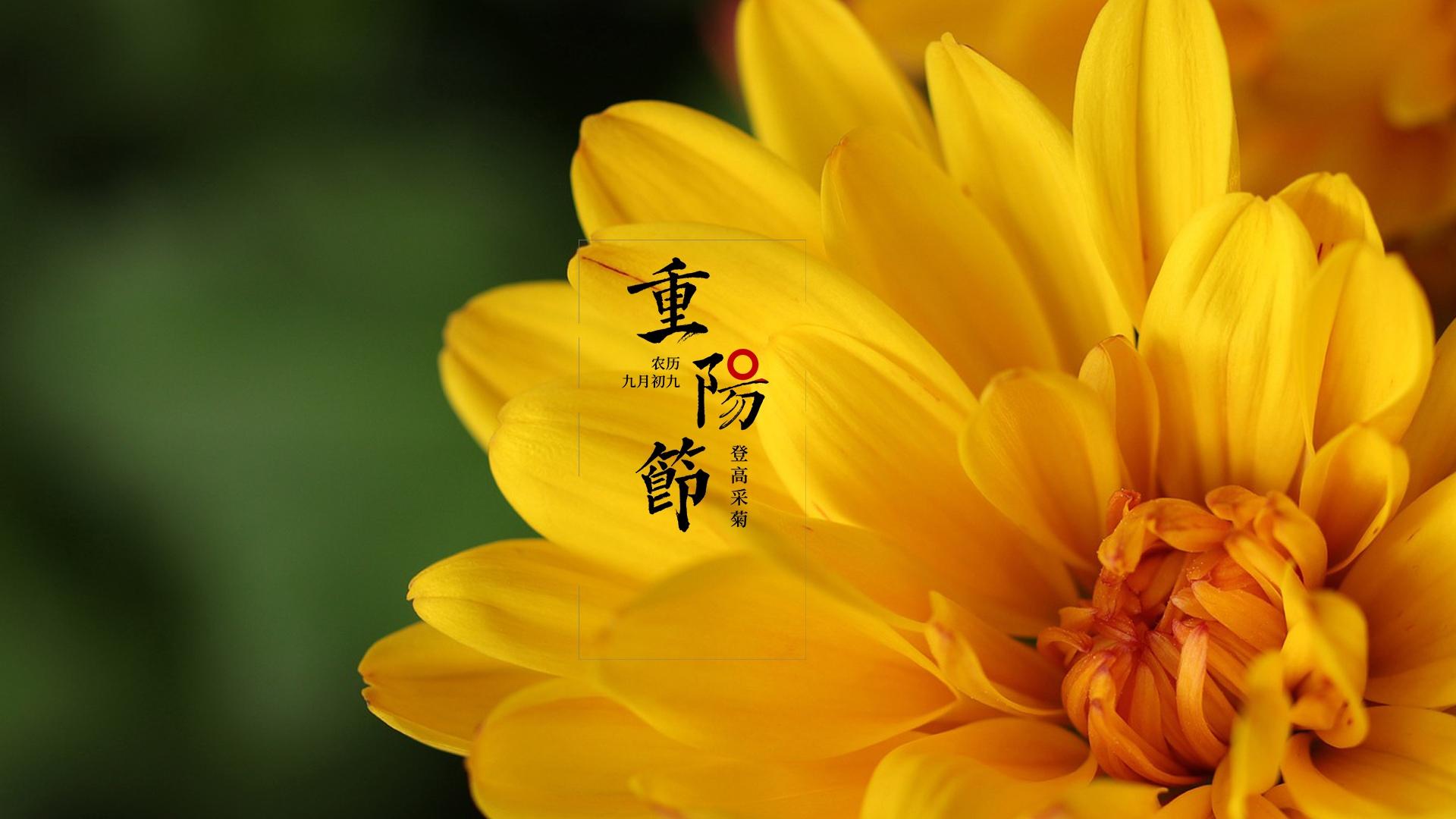 重阳节菊花图片高清桌面壁纸