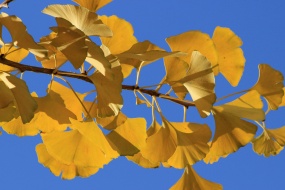 唯美銀杏樹葉圖片桌麵壁紙