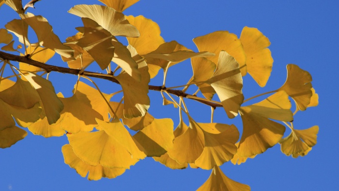Beautiful ginkgo leaves pictures desktop wallpaper