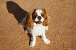 King Charles Spaniel Pictures