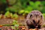 Super cute little hedgehog picture material HD desktop wallpaper
