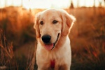 Cute golden retriever dog pictures desktop wallpaper