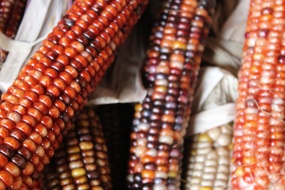 Colorful corn picture material HD desktop wallpaper