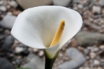 HD calla lily pictures desktop wallpaper