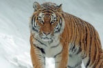 beast tiger picture