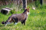 Cat running on the grass picture wallpaper