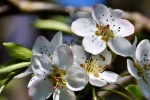 Fresh and elegant pear blossom pictures desktop wallpaper