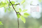 Eye-protecting grass green leaves calendar wallpaper for January 2022
