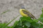 Yellow Wagtail Pictures Small and Cute Yellow Wagtail Pictures