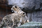 Fierce snow leopard pictures