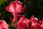 HD Oleander Pictures Desktop Wallpaper