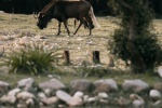 Wildebeest pictures in African grassland