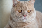 British shorthair cat HD wallpaper