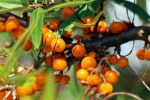 HD sea buckthorn fruit pictures desktop wallpaper