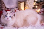 Cute Ragdoll Cat Pictures Desktop Wallpaper