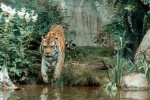 King of the forest tiger picture