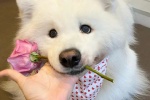 Dog holding rose emoticon
