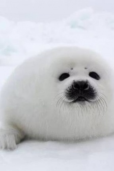 可愛軟綿綿的豎琴海豹幼崽