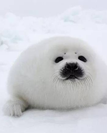 Adorable soft harp seal pup