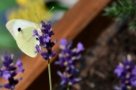 Beautiful butterfly pictures desktop wallpaper