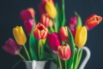 tulip bouquet pictures desktop wallpaper