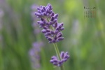 January 2022 Lavender Calendar Wallpaper