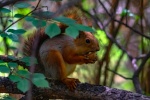 Cute little squirrel pictures