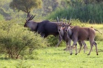 Pictures of big forest antelope