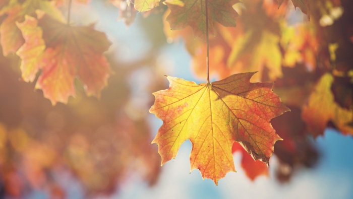 Autumn is coming red maple leaves aesthetic desktop wallpaper