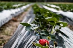 Fresh strawberry pictures desktop wallpaper