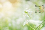 2022年4月清新春天花朵高清日历壁纸
