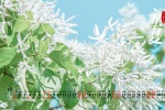 2022年5月立夏护眼风景桌面日历壁纸