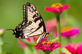 Bright zinnias and butterflies pictures desktop wallpaper