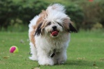 Shih Tzu dog pictures desktop wallpaper