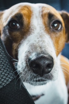 傑克羅素梗圖片