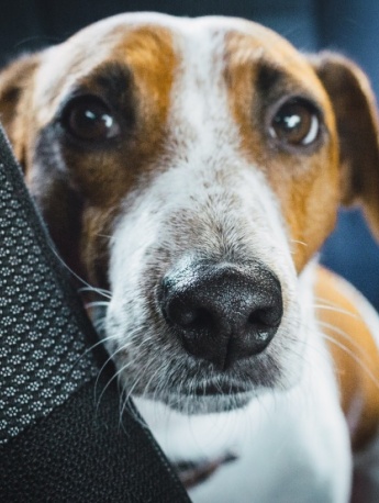 傑克羅素梗圖片