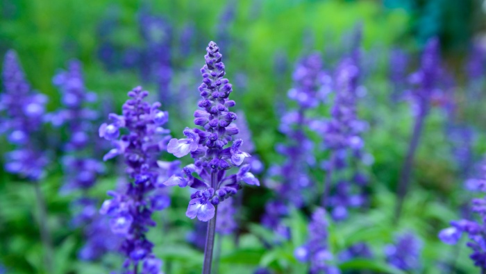 Purple romantic lavender picture wallpaper