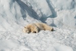 polar bear pictures