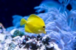 Yellow high-fin surgeonfish picture desktop wallpaper