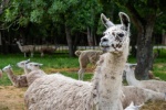 Alpaca pictures tame and cute alpaca pictures