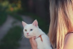 Cat and owner HD picture material wallpaper