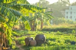 Wechat farm pastoral life style background picture