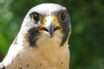 Peregrine Falcon Picture Desktop Wallpaper