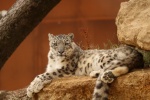 Fierce snow leopard pictures