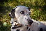 Dalmatian dog pictures