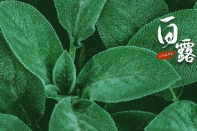 Twenty-Four Solar Terms White Dew Eye Protection Desktop Wallpaper