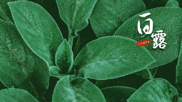 二十四節氣白露護眼桌麵壁紙