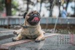 May 2021 cute pug desktop calendar wallpaper