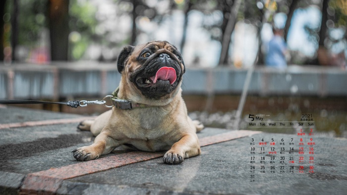 May 2021 cute pug desktop calendar wallpaper