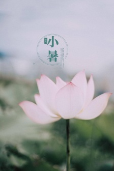 Little Summer Lotus Pond Moonlight Mobile Wallpaper